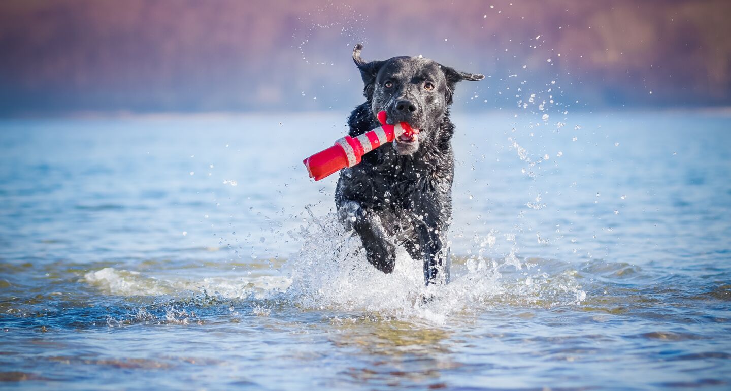 Labrador apportiert ein Hundespielzeug