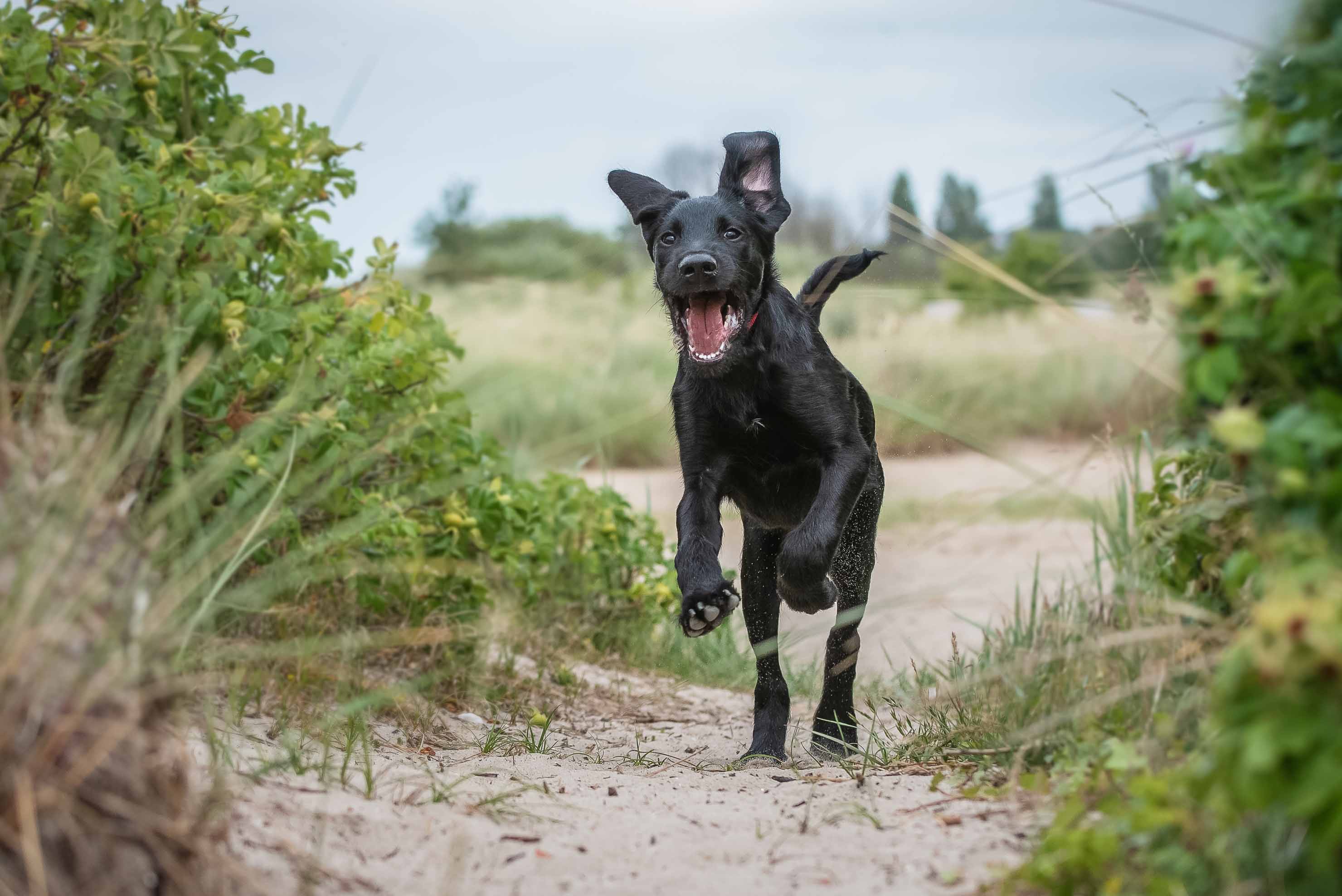 schwarzer Labradoodle Mix läuft am Strand